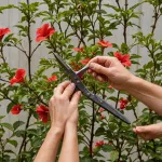 Jak przycinać hibiskusa ogrodowego? Krok po kroku.