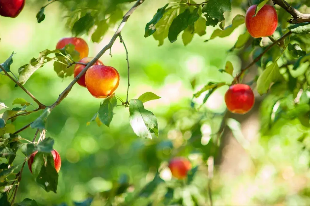jabłka, owoce